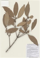 藏品(五掌楠)的圖片